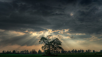 Tree under cloudy sky Tree ... HD wallpaper