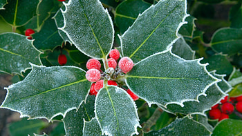 Frosted, Holly Tree HD wallpaper