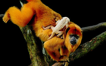 Animals, Monkeys HD wallpaper