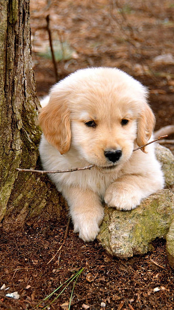 Dogs, Golden Retriever Puppy HD phone wallpaper