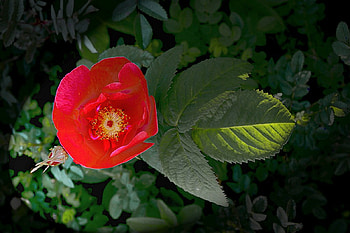 Red Flower, beautiful, , red, flower HD wallpaper