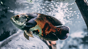 Oscar fish , Stunning backgrounds, Vibrant coloration, Tropical fish HD wallpaper
