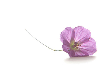 Plants, Flowers, Background HD wallpaper