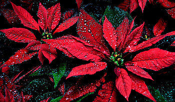 Flowers, Leaves, Drops, Poinsettia HD wallpaper
