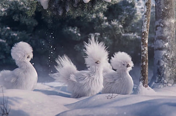 :), fantasy, iarna, snow, chicks, forest, blue, winter, chicken, white, nicolas morel, trio HD wallpaper