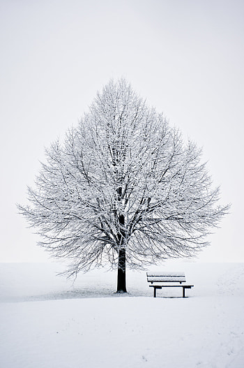 Winter, Snow, Wood, Tree, Minimalism, Bench HD phone wallpaper