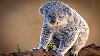 Animals, Koalas HD wallpaper