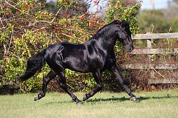 TRIUNFADOR XXIV, spanish, andalusian, horses, black, bob langrish HD wallpaper