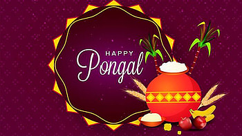Happy Pongal Sugarcane Clay Pot Purple Background Pongal HD wallpaper