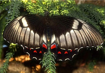 Butterfly, animal, trees HD wallpaper