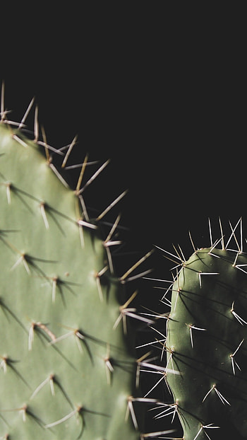 Cactus, Captivating , Nature's beauty, Desert splendor HD phone wallpaper