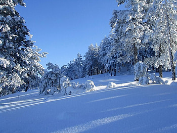 Winter Trees, winter, trees, sky, snow HD wallpaper