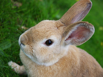 Animals, Rabbits HD wallpaper