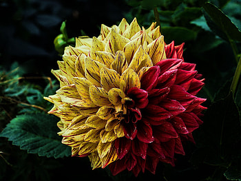 DAHLIA, COLOR, PETALS, LEAVES, NATURE HD wallpaper