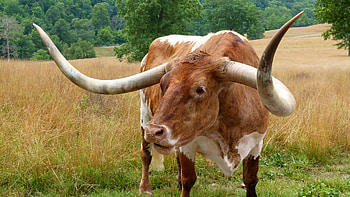 Beautiful cow artwork, Artistic representation, Animal , Detailed illustration HD wallpaper