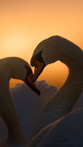 Love Birds, Swan Birds, Love HD phone wallpaper
