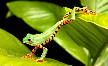 Animals, Grass, Leaves, Swamp, Paws, Climb, Frog HD wallpaper