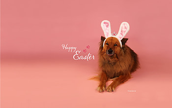 Happy Easter!, dog, bunny, ears, easter, funny, card, caine HD wallpaper