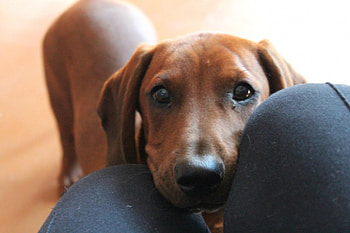 Dog, sweet, animal, dogs, cute, beautiful, puppys, puppy, pretty, animals, lovely HD wallpaper