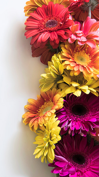 Flowers, red, magenta HD phone wallpaper
