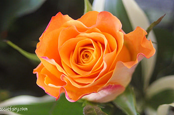 Autumn Color, rose, leaves, petals, flower, blossom HD wallpaper