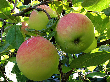 Plants, Fruits, Apples HD wallpaper