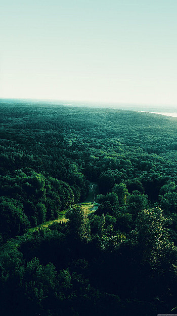 Forest Stock Samsung Galaxy S7 Edge HD phone wallpaper