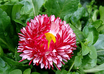 Flowers, Leaves, Drops, Flower, Close-Up, Greens, Freshness, Daisy HD wallpaper