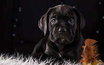 Cane Corso Dog Puppy , cane-corso, dog, animals HD wallpaper