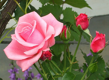 THE FAIREST OF THEM ALL, gardens, pink, buds, roses, perfection, flowers, beauty HD wallpaper