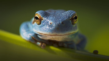 Frog, blue, white, green, broasca HD wallpaper