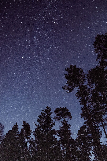 Nature, Trees, Stars, Night, Starry Sky, Bottom View HD phone wallpaper