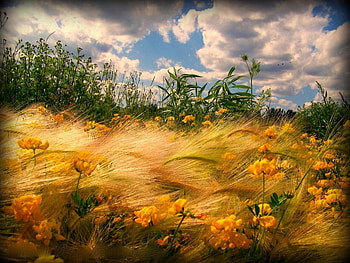 windy day, nature, corn, windy, field HD wallpaper