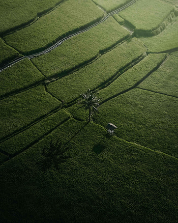 Nature, Fields, View From Above, Palm HD phone wallpaper