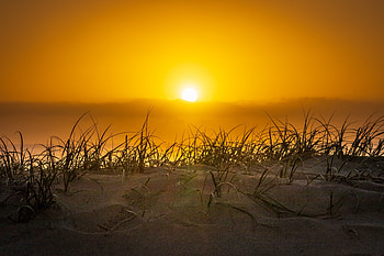 Sunset, grass, plants, sand, nature HD wallpaper