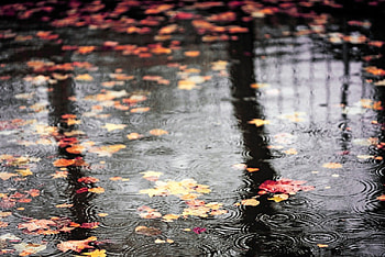 Rain, dry, wet, leaves, autumn, ground HD wallpaper