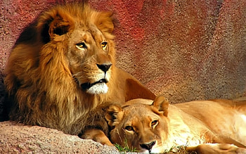 lion&lioness, a restful day, no cubs go back to sleep HD wallpaper