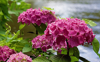 Hydrangeas, pink, nature, flowers HD wallpaper