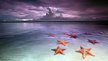 Beautiful , Starfish ID4033247167 HD wallpaper