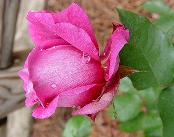 pink, rose, rustic, bud HD wallpaper