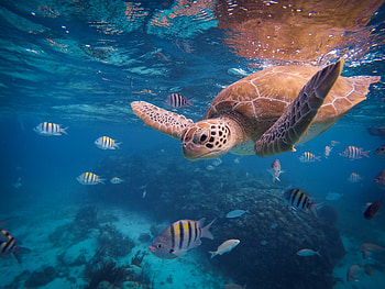 Sea turtle beauty, Breathtaking , Splendid marine life, Nature's wonders HD wallpaper