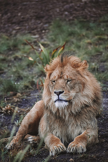 Animals, Lion, Predator, Big Cat, Wildlife, Beast HD phone wallpaper