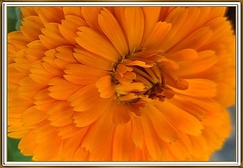 FRAMED FLOWER, FLOWER, PRETTY, , FRAMED HD wallpaper
