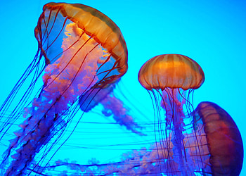 Live jellyfish , Dynamic aquarium creatures, Moving underwater, Jellyfish motion HD wallpaper