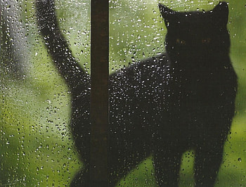 Cat, black, cute, feline, paws HD wallpaper