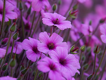 Pretty in purple, purple, field, green, flowers, spring HD wallpaper