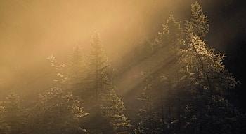 Winter Morning, autumn, fog, nature, forest HD wallpaper