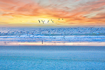 Seagulls, birds, beach, sunset, sea HD wallpaper
