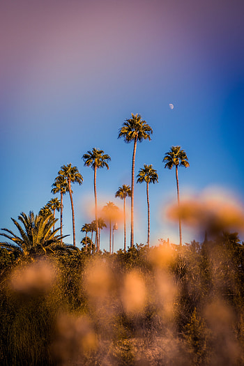 Nature, Sky, Palms, Glare, Blur, Smooth, Tropics, Bokeh, Boquet HD phone wallpaper