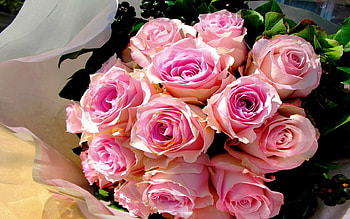 Flowers, Roses, Pink, Registration, Typography, Bouquet HD wallpaper